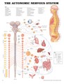 The Autonomic Nervous System Anatomical Chart Laminated