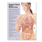 Internal Organs of the Human Body Anatomical Chart Paper    Unmounted