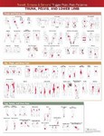 Travell , Simons & Simons' Trigger Point Pain Patterns Wall Chart : Trunk , Pelvis and Lower Limb 2nd Ed 2021