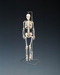 Flexible Mr. Thrifty Skeleton With Spinal Nerves 2004